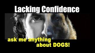 My 1 Year Old Dog is Insecure - Dog Training Videos - Robert Cabral - ask me anything