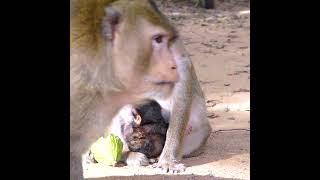 Lovely Abandon Monkey - Enjoy Watching Orphan Baby Monkey In Wild Monkey - Daily Baby Monkey #Short