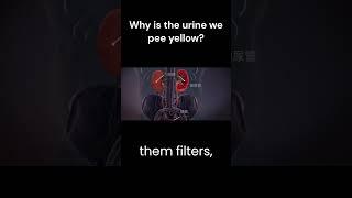 Ever wondered why our pee is a dazzling shade of yellow?