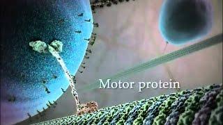 Внутренняя жизнь клетки (экстравазация или миграция лейкоцита к области воспаления) 3D анимация