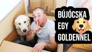 BÚJÓCSKA EGY GOLDEN KÖLYÖKKEL - Toby VLOG #21 | IHNIH