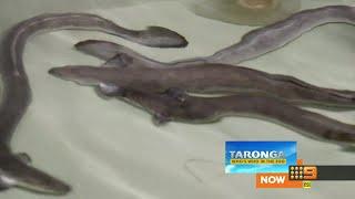 Channel 9 Program Super/PRG: Now Taronga Next Nine News (2022)