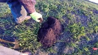 The best way to trap pocket gophers