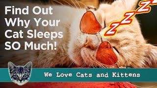 Why Do Cats Sleep So Much? The 6 Reasons You Need To Know!