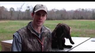 Boykin Spaniel Training 0003 (Slip Leads)