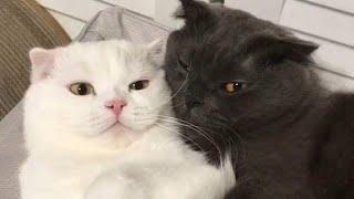  Funniest Cats Videos  ||  Hilarious Animal Compilation №652