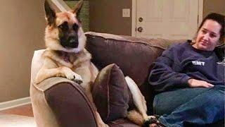This is why GERMAN SHEPHERDS are the FUNNIEST DOGS in the Worl