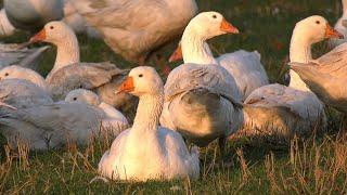 GUT BOLTENHOF - Das glückliche Leben der Gänse (Imagefilm)