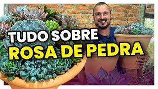 Tudo sobre a ROSA DE PEDRA: aprenda adubar e cultivar em vaso