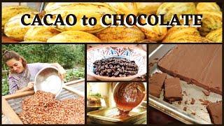 Farm to Table Chocolate Making - Cacao Harvest & Process