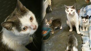 Scared Stray Cat Brought Her Kittens To People Who Were Feeding Her