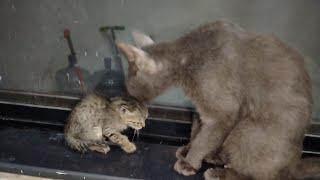 Tiny Orphan Kitten Feeling Cold After Taking Bath