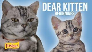 Dear Kitten: Beginnings // Presented By BuzzFeed & Friskies