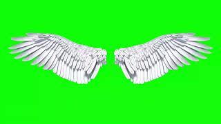 Angel wings  |  Green screen | DS Legend |