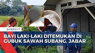 Diduga Dibuang, Bayi Laki-Laki Ditemukan di Gubuk Sawah Subang, Polisi Cari Orang Tuanya