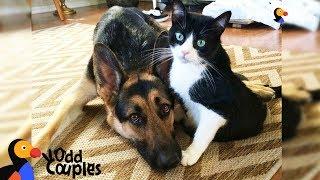 Cat's Baby Brother Is A Big Dog — And They're Best Friends - ALVIN & BARON | The Dodo Odd Couples