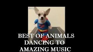 Best of Animals dancing to Epic music - Must Watch