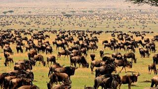 The Great Wildebeest Migration: Lions and Crocs are Waiting | Nat Geo Documentary Full HD 1080p