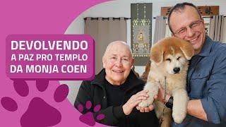 Como acostumar os cães da casa com um filhote? A Monja Coen pediu ajuda! - Alexandre Rossi Dr Pet