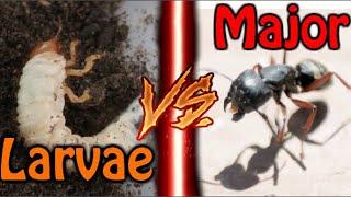 ANTS VS GIANT LARVAE