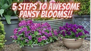 Grow Stunning Pansies with This 5-Step Method