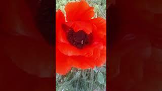 Bee shaking booty in giant poppy! #flowers #shorts