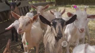 Cattle vs Goat Farming: Which is More Profitable?