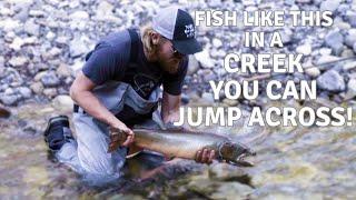 Small Stream Huge Bull Trout Fishing Southeast BC