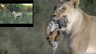 Lioness helps tigress to raise cubs