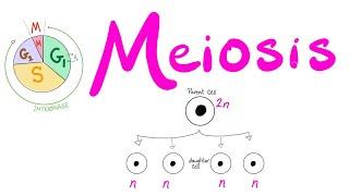 Meiosis - Cell Division - Biology Series for MCAT, DAT, GSCE, ACT, SAT, AP Biology