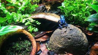How to Care For Dart Frogs in a Bioactive Vivarium [Tutorial]