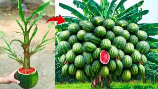A great way to grafting bananas tree in watermelon fruit, Using Coca Cola get fruit fast 100%