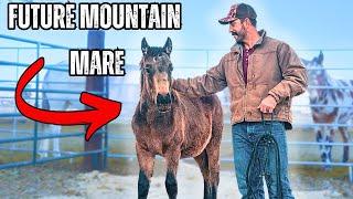 New Baby Horse, Big Mountain Dreams: Bringing Home Our Filly!