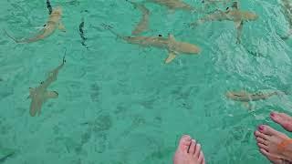 Black Tip Reef Sharks at Centara Ras Fushi, Maldives