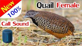 Quail Sounds, Quail Calling Sound 100%, เสียงนกคุ้ม เสียงใหม่ที่คนใช้เยอะที่สุด ต่อเข้าเร็วมาก