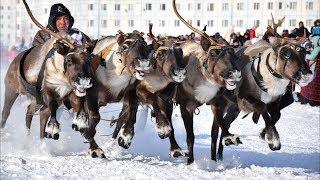 День оленевода 2018. ЯНАО г Надым. Часть 7