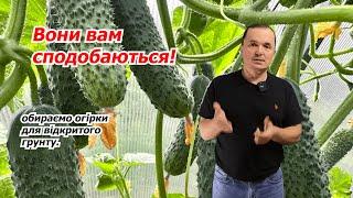 Які огірки вибрати для відкритого грунту? Топ-5 огірків для грядки!