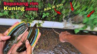 Mancing channa limbata rim kuning dapat sepasang di satu lobang, size jumbo!!!