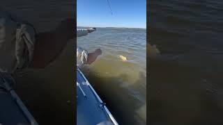 незабываемая рыбалка на сома#fishing #цаган #калмыкия #volga