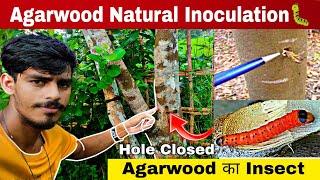 Agarwood natural Process  || Agarwood Plantation