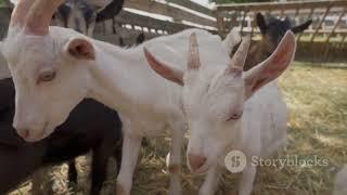 Dairy Goat Farming: How to Maximize Milk Production