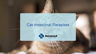 Cat Intestinal Parasites