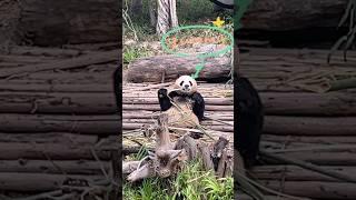 yummyپانډا: باڼس خوندور دی#shortvideo #panda #china #travel #pashto