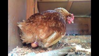 Яйцо застряло в яйцеводе, как помочь курице? Гулять курам в мороз или нет.