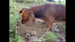 собака роет ямы в земле