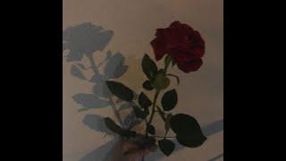 darci - rose petals [instrumental]