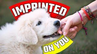 10 Rare Behaviors Only Imprinted Dogs Show