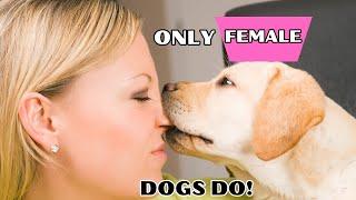 9 Super Weird Things ONLY FEMALE DOGS Do