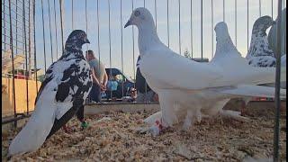 RADOM Gołębie pigeons targ Andrzej W. 20.07.2024.cz.1 /3 Gołębie jasne i wyszwance Andrzeja Radom