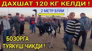 ДАХШАТ!!! 120 КГ КЕЛДИ БОЗОРГА ТУЯКУШ ЧИКДИ ХОРАЗМ БОЗОР. 29-СЕНТЯБР 2021-ЙИЛ.